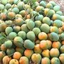 হিমসাগর